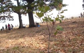Peste 200 de arbori sunt plantaţi în această perioadă în Sibiu