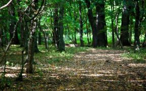 Acţiune de ecologizare în pădurea Dumbrava