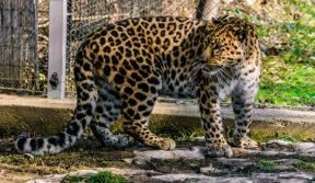 Trei noi animale în Grădina Zoologică din Sibiu