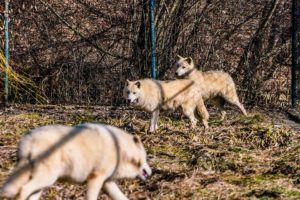 Trei noi animale în Grădina Zoologică din Sibiu
