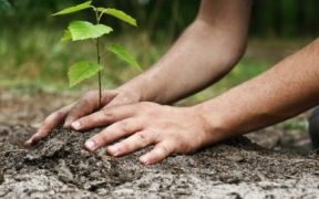 Peste 4.000 de puieți vor fi plantați de jandarmii sibieni