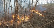 Incendiile de vegetație ditrug păduri. 5 ha de litieră au ars la Roșia