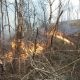 Incendiile de vegetație ditrug păduri. 5 ha de litieră au ars la Roșia
