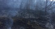 Valea Viilor: Pompierii s-au luptat noaptea trecută cu un incendiu de pădure
