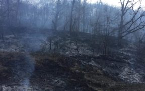 Valea Viilor: Pompierii s-au luptat noaptea trecută cu un incendiu de pădure