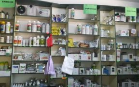 Cu plantele la control! În vizorul poliției intră cei ce desfășoară activități cu plante periculoase
