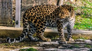 Grădina Zoologică își deschide porțile pentru programul de vară