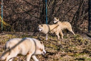Grădina Zoologică își deschide porțile pentru programul de vară