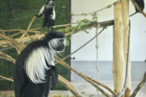 Grădina Zoologică își deschide porțile pentru programul de vară