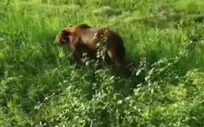 VIDEO: Urs filmat într-un cartier din Mediaș