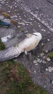 De ce mor peştii în Olt?