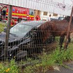Un cal care păștea liniștit într-o grădină a fost lovit de către o mașină care a derapat