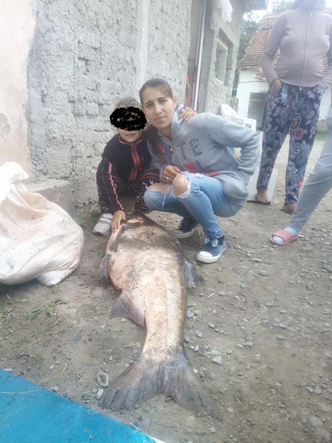 De ce mor peştii în Olt?