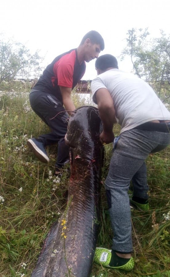 De ce mor peştii în Olt?