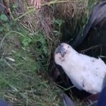 Vacă salvată după ce a căzut într-o fântână dezafectată