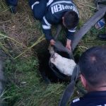 Vacă salvată după ce a căzut într-o fântână dezafectată