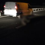 Urs lovit pe autostrada A1 în zona Aciliu. Patru autoturisme sunt implicate