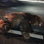 Urs lovit pe autostrada A1 în zona Aciliu. Patru autoturisme sunt implicate