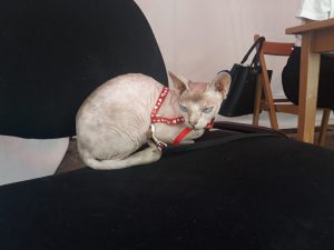 Pisicuţa Karma te aşteaptă să semnezi pentru Viorica Dăncilă la Sibiu