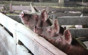 Focar de Pestă Porcină Africană, depistat în localitatea Daia din Comuna Roșia