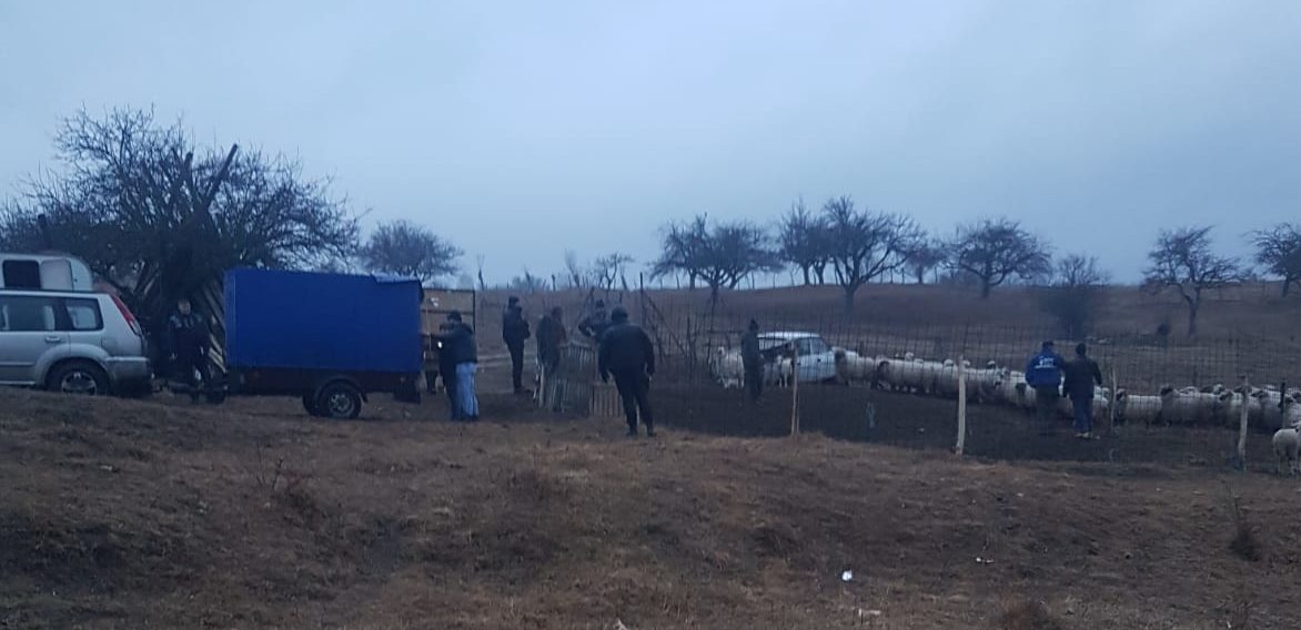 S-a visat cioban dar nu avea oi. A furat 20 din Cârțișoara!