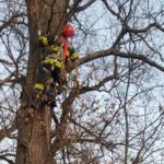FOTO: ISU a intervenit în Parcul Sub Arini pentru înlăturarea unei crengi