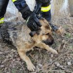 FOTO: Pompierii sibieni au salvat un câine căzut într-un lac