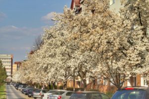 FOTO | Strada Școala de Înot, regina albă a magnolilor