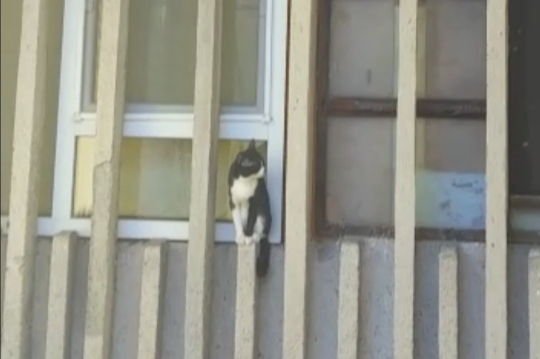 VIDEO | Final fericit pentru o pisică din Sibiu