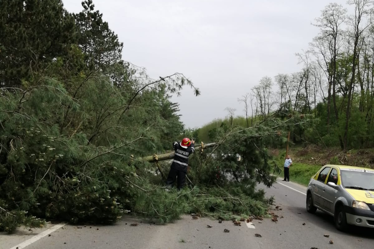 ISU Sibiu a intervenit pe DN 14 pentru înlăturarea unui copac doborât de vânt