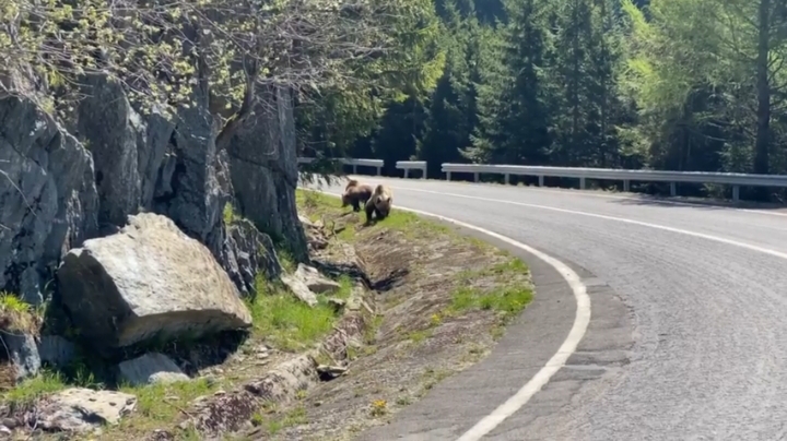 VIDEO | În absența turiștilor, urșii au pus „stăpânire” pe Transfăgărășan