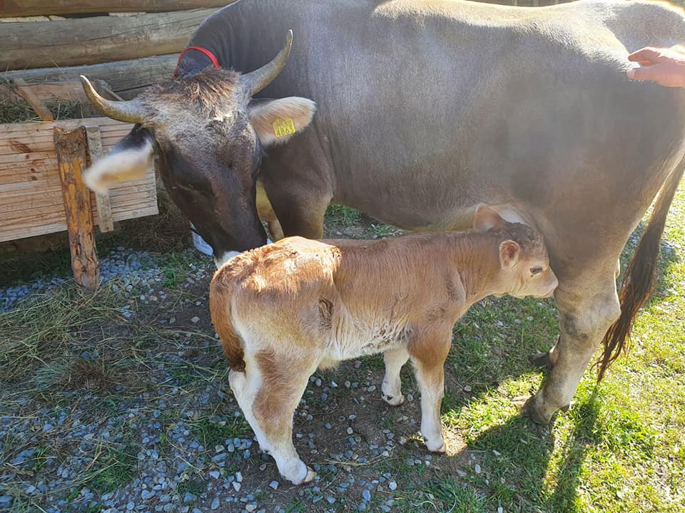  Faceți cunoștință cu Joița, noul membru al familiei ASTRA