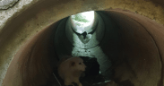 Câine recuperat de jandarmii montani