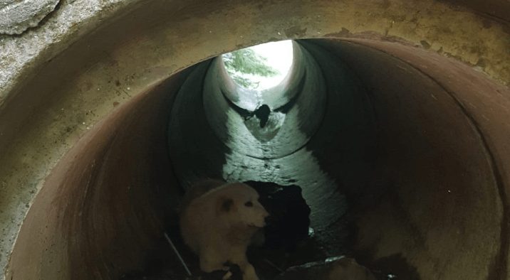 Câine recuperat de jandarmii montani