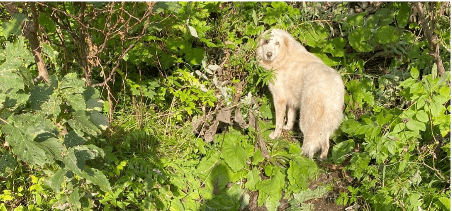 Câine recuperat de jandarmii montani