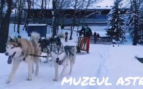 VIDEO- La plimbare cu sania trasă de câini prin Muzeul Astra