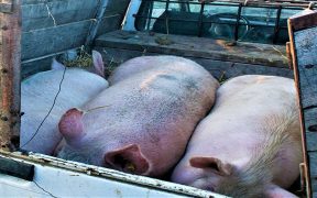 Focar de pestă porcină africană la mistreți, depistat în Jina