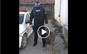 VIDEO: Bărbat atacat de o haită de câini, în Poplaca. L-a salvat șeful echipei operative canine IPJ Sibiu