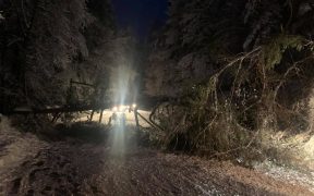 Un copac căzut pe carosabil a blocat accesul între Curmătura Ștezii și Călugarul