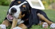 CJ Sibiu a lansat în consultare publică Regulamentul pentru acordarea de servicii animalelor aflate în pericol