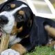 CJ Sibiu a lansat în consultare publică Regulamentul pentru acordarea de servicii animalelor aflate în pericol