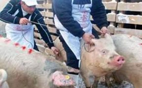 Două focare de pestă porcină, identificate în județul Sibiu