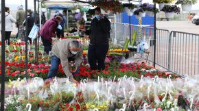 FOTO- Sibiul prinde culoare prin petale! Festivalul Grădinilor adună iubitorii de flori și frumos în acest weekend