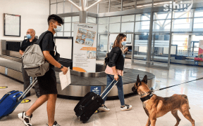 Aeroportul Internațional Sibiu, primul centru pilot din România în depistarea infecţia cu SARS-CoV-2 de către echipaje canine
