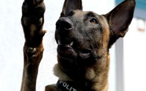 Blue, polițistul canin, care a depistat călători infectați cu COVID-19
