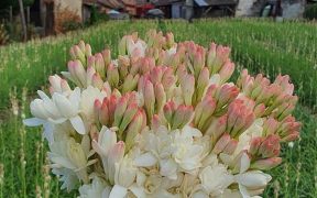 ACoR vă invită în weekend pe tărâmul Tuberozelor la festivalul ce le poartă numele