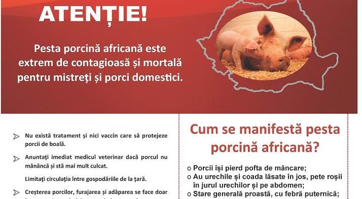 Focar de Pestă Porcină Africană într-o exploatație în localitatea Bradu