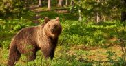 RO-Alert: A fost raportată prezența unui urs la Cisnădioara