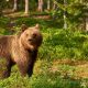 RO-Alert: A fost raportată prezența unui urs la Cisnădioara