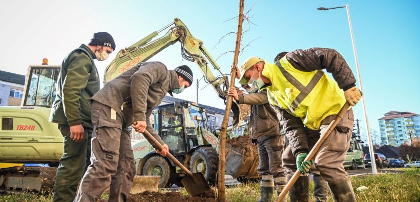 Primăria Sibiu plantează peste 650 de arbori în cartierele sibiene